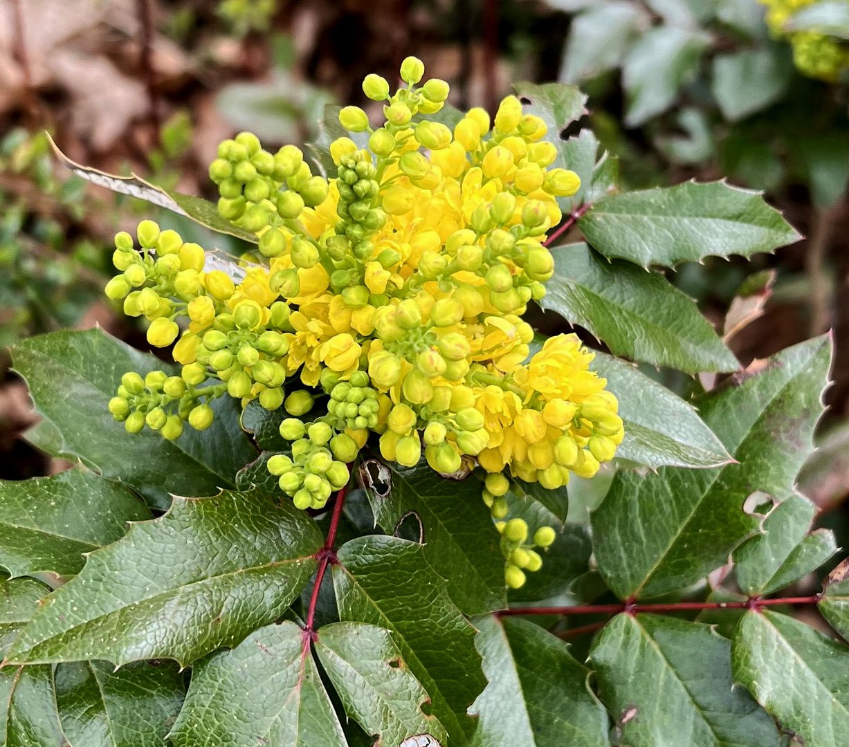 Mahonie Blüte zum Mittwoch.