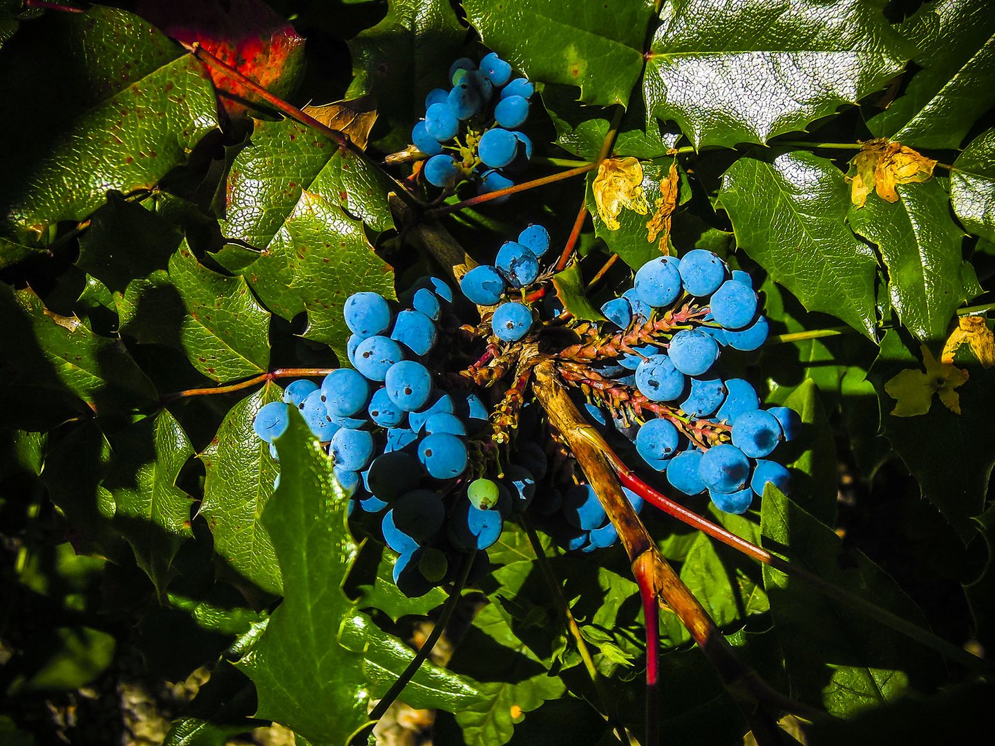 Mahonie im Garten