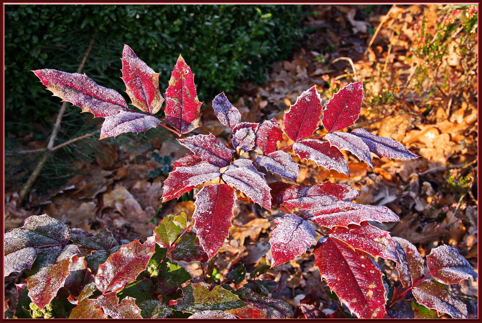 Mahonie in winterlicher Färbung.