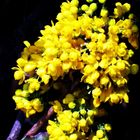 Mahonie, Mahonia aquifolium, ...