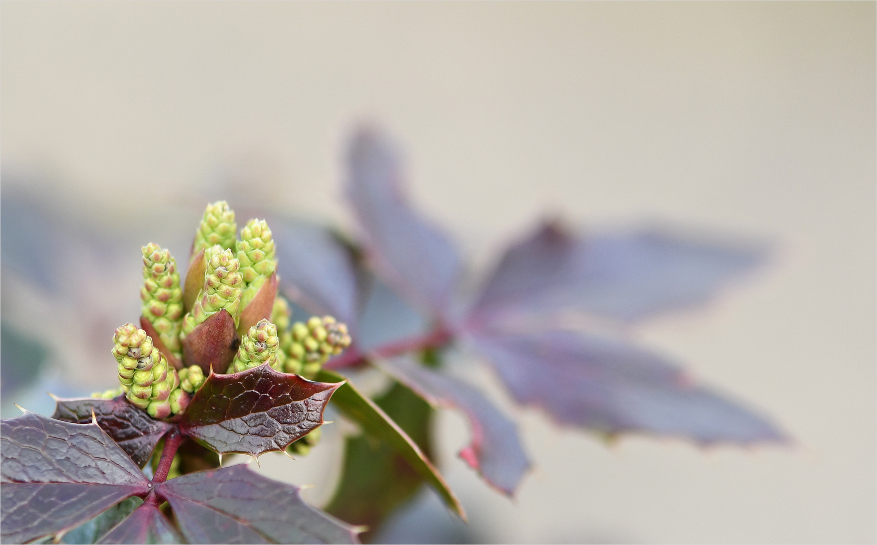 *Mahonie°Blüten* ...