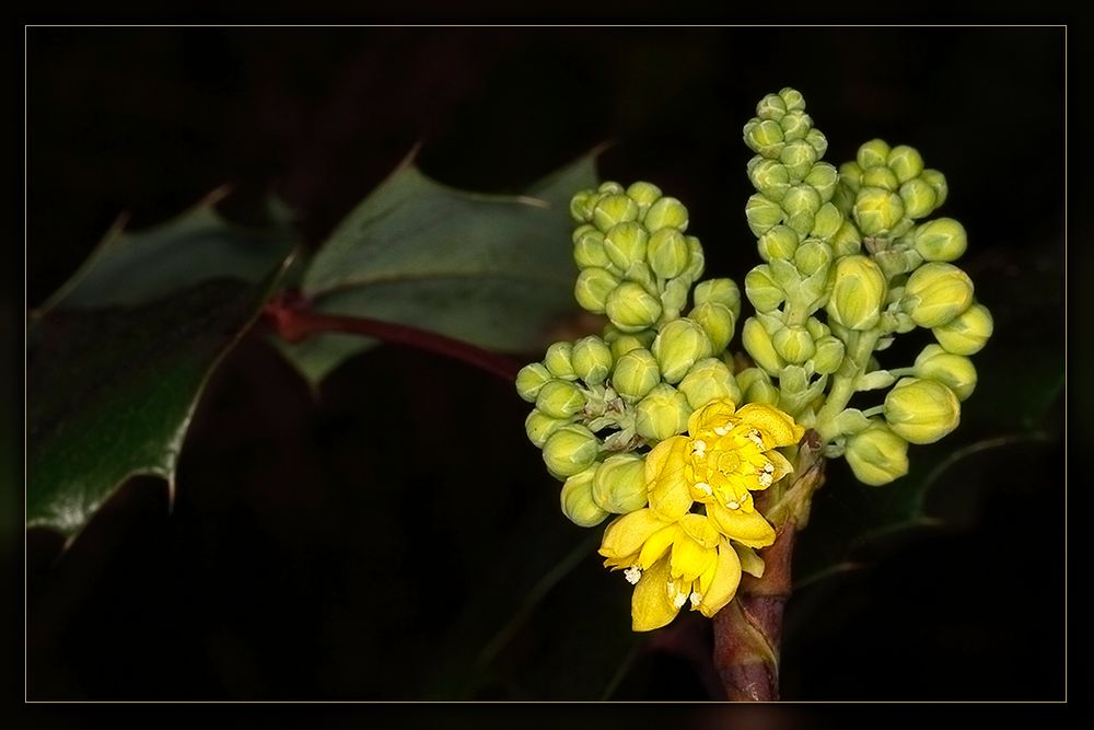Mahonien-Blüte