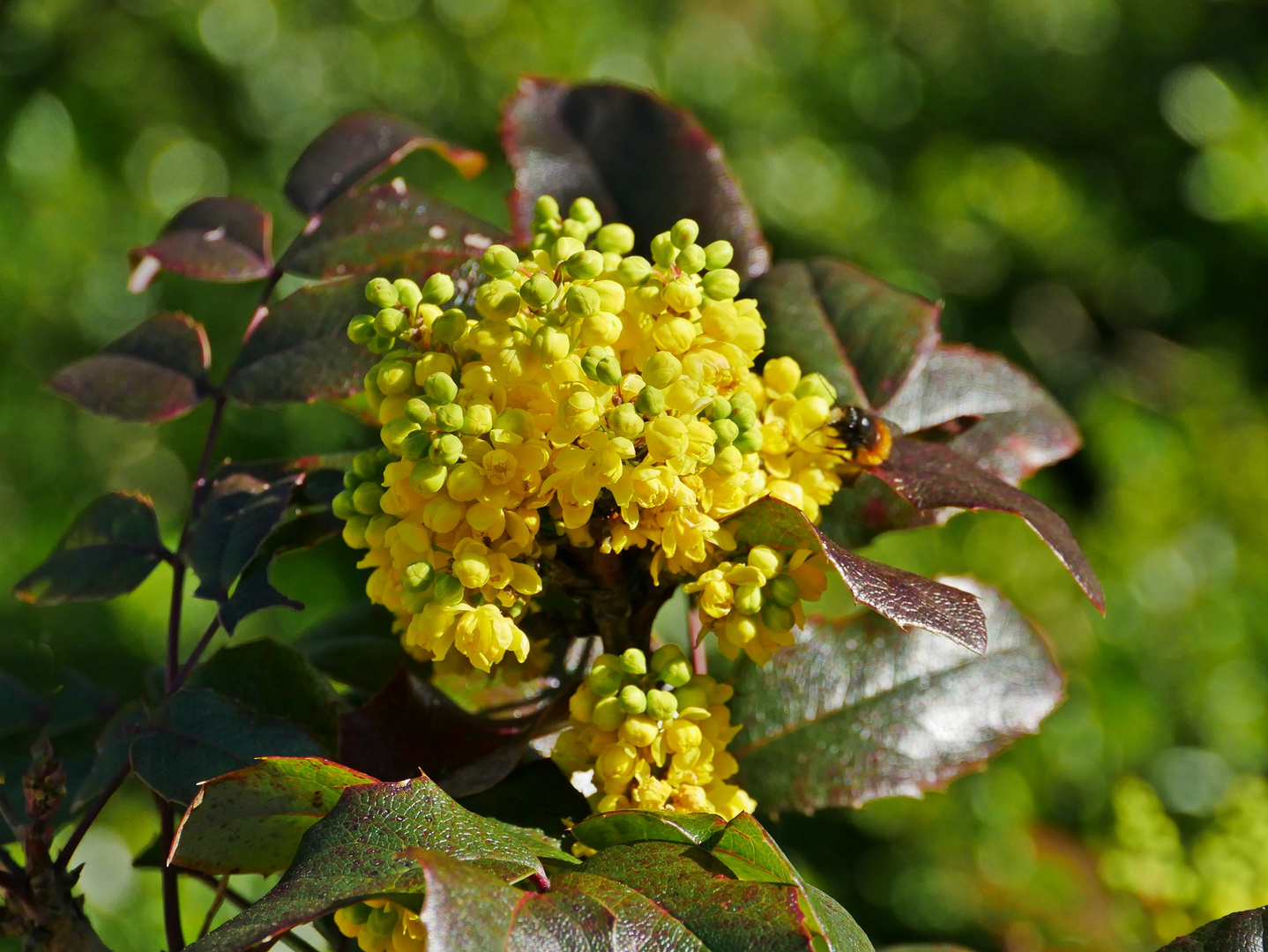 Mahonien Foto & Bild natur, pflanzen sträucher mahonien Bilder auf
