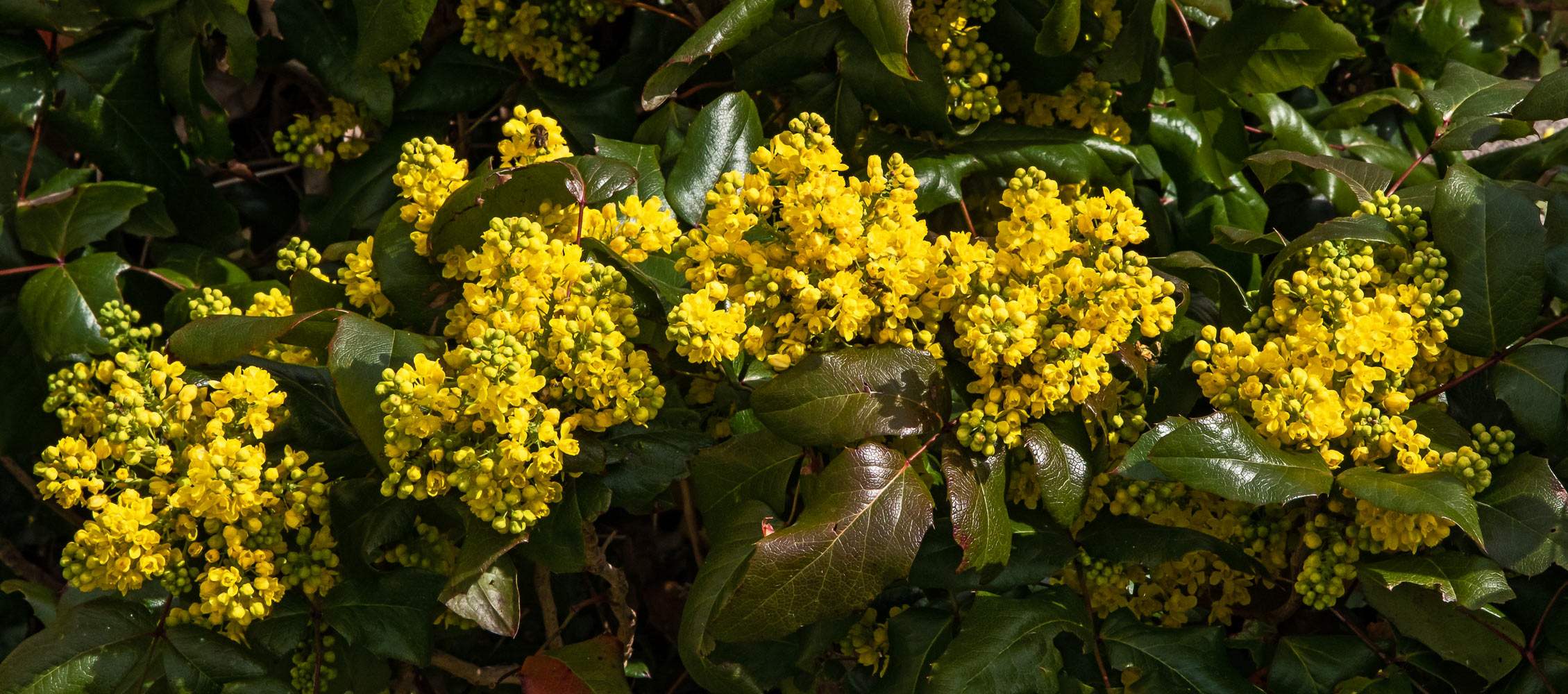 Mahonien in voller Blüte