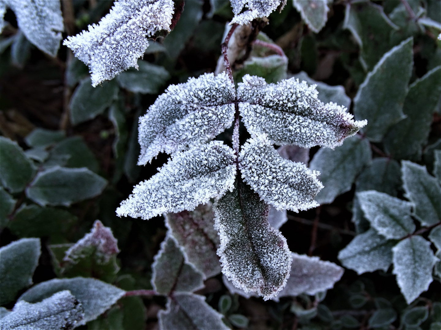 Mahonien (Mahonia)