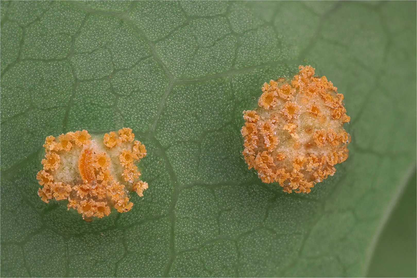 Mahonien-Rostpilz (Puccinia mirabilissima)