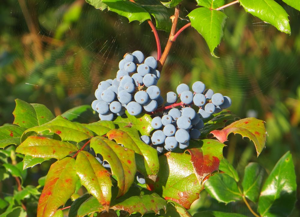 Mahonien Strauch mit Beeren