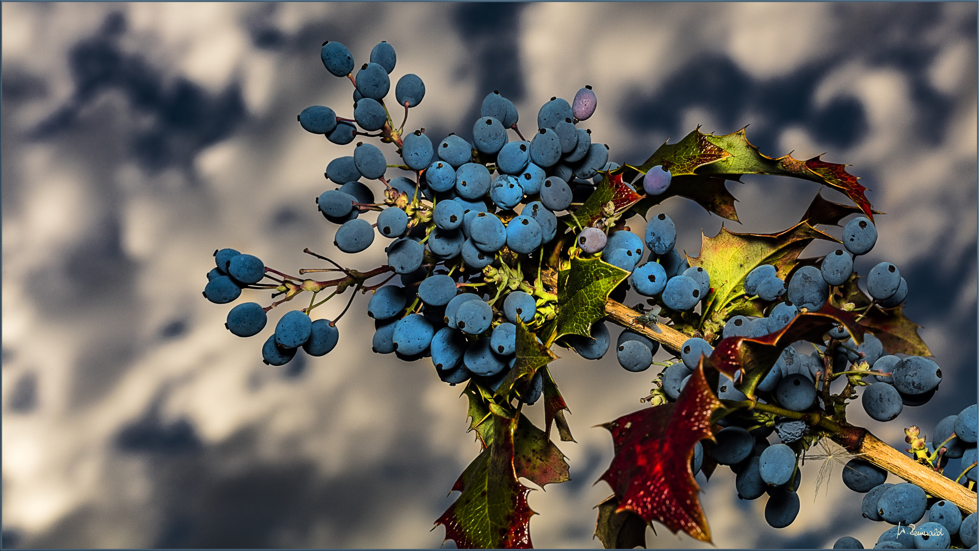 Mahonienbeeren im letzten Licht