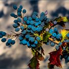 Mahonienbeeren im letzten Licht