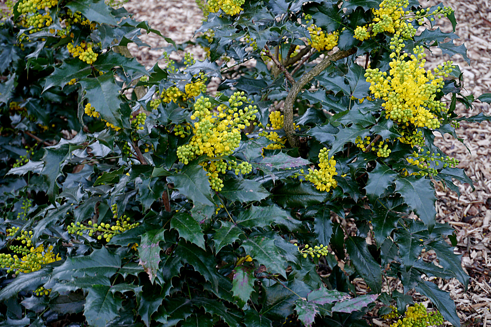 Mahonienblüten?