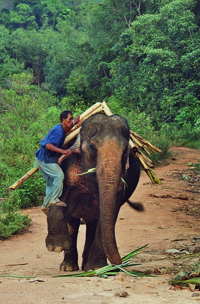 Mahout