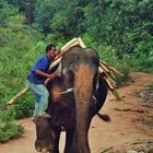 Mahout