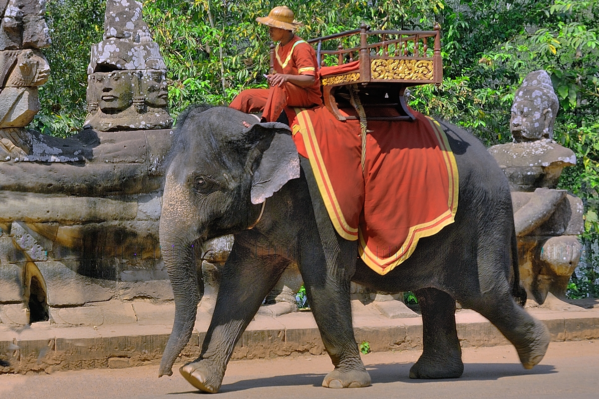 Mahout looking for tourist guests in Angkor Thom