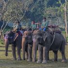 Mahouts in Chitwan