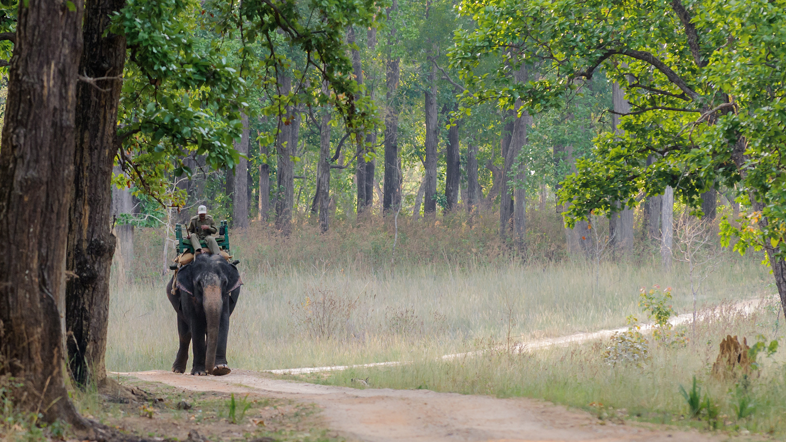 Mahut auf seinem Elefant im Kanha Nationalpark