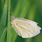 Mai 2012 - Die Schmetterlinge sind da! :)