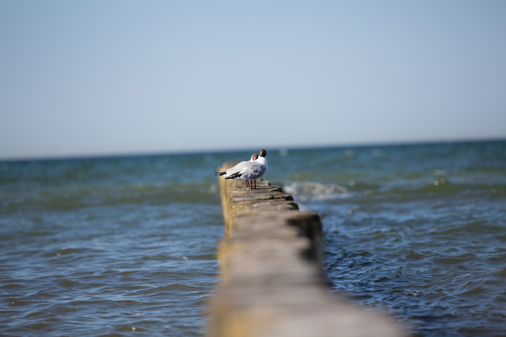 Mai 2012 Zingst