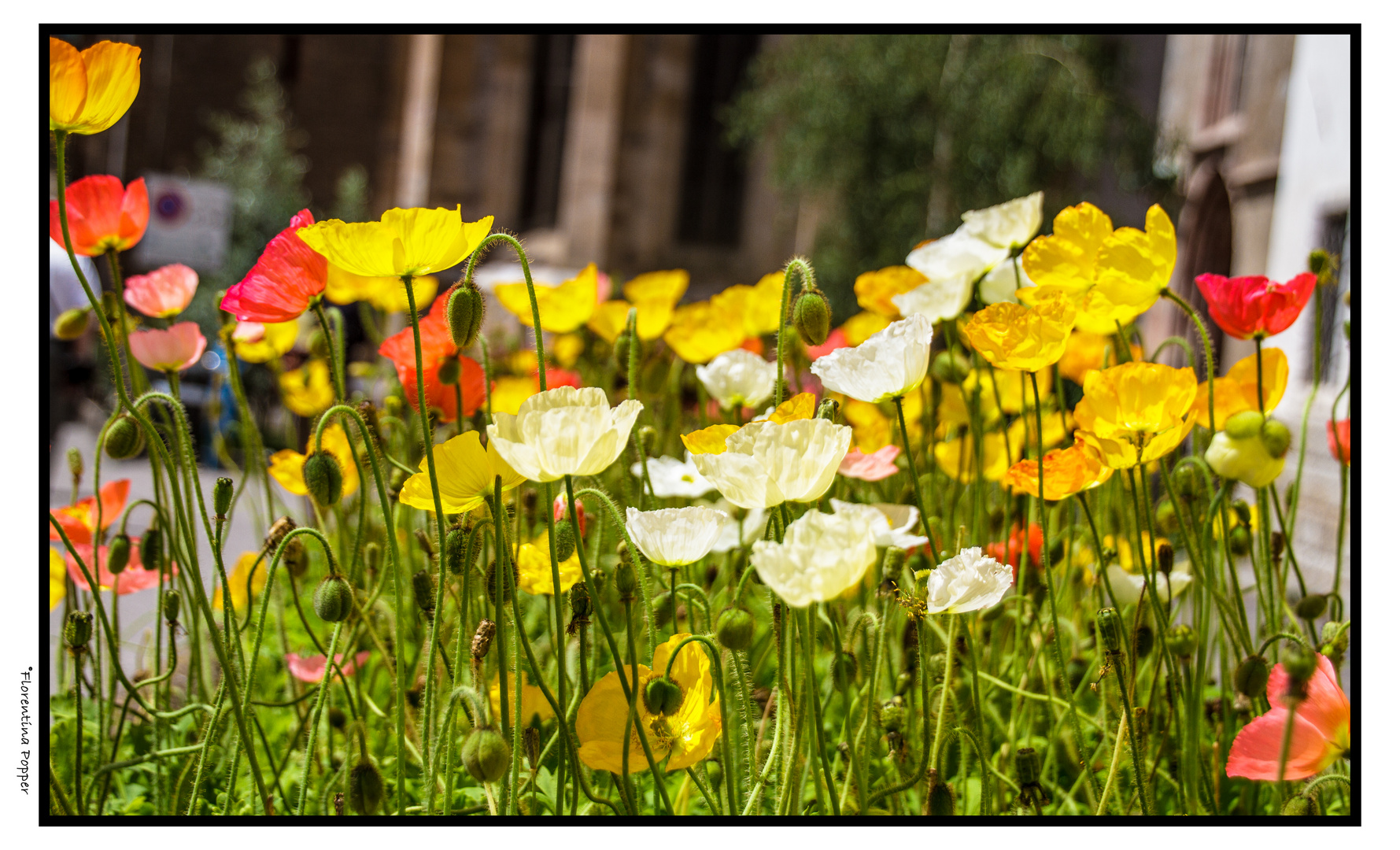 Mai 2015 / Frühling in Meran