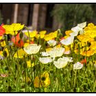 Mai 2015 / Frühling in Meran