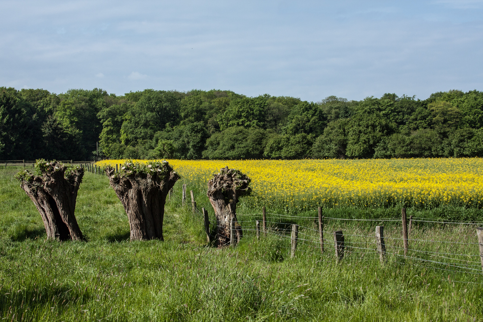 Mai am Niederrhein