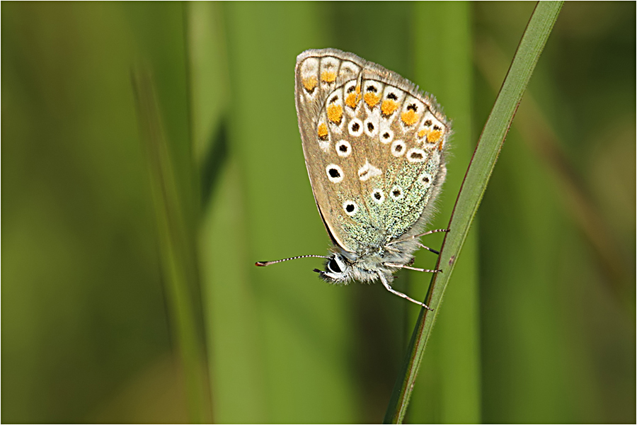 Mai auf der Wiese