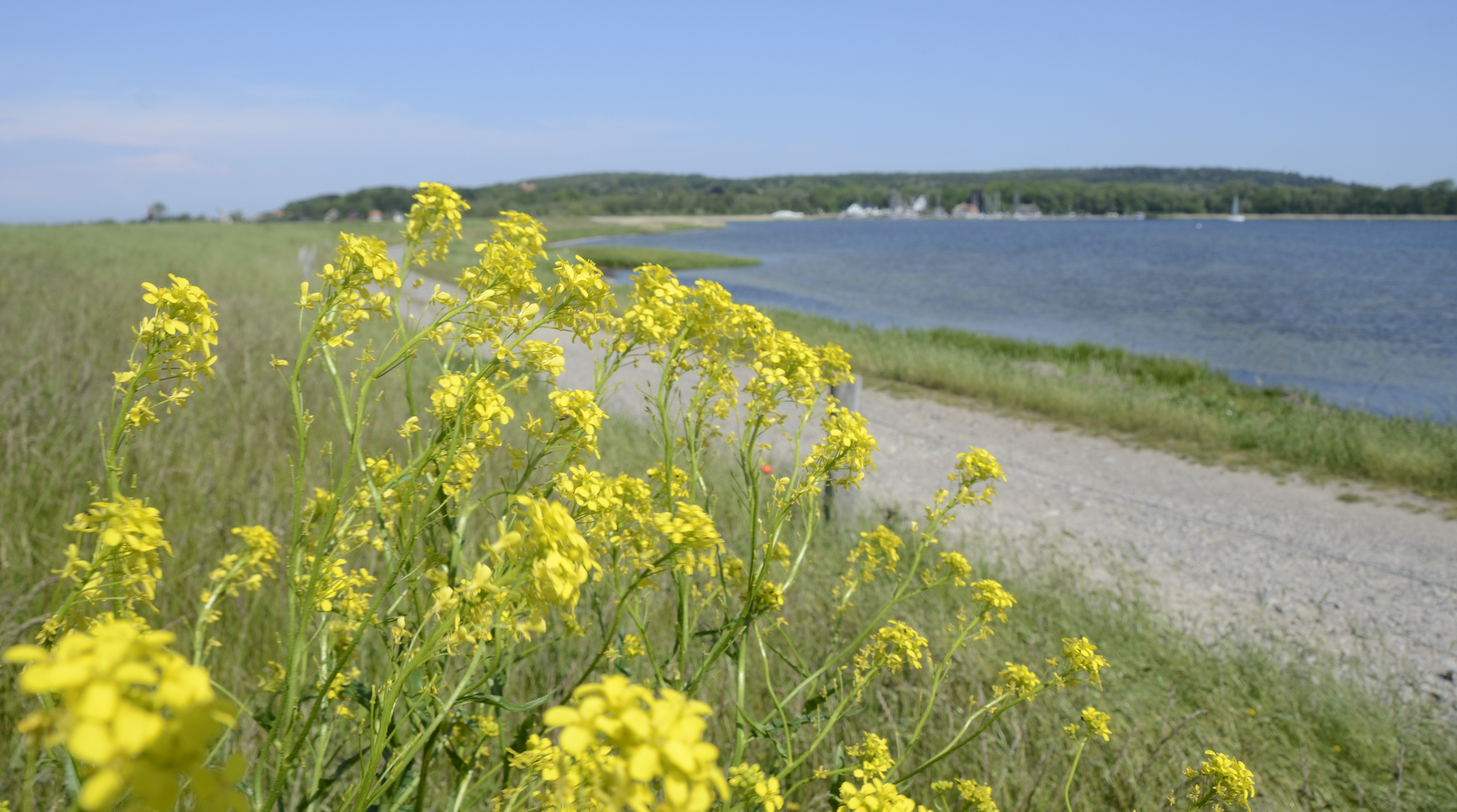 Mai auf Hiddensee 