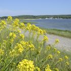 Mai auf Hiddensee 