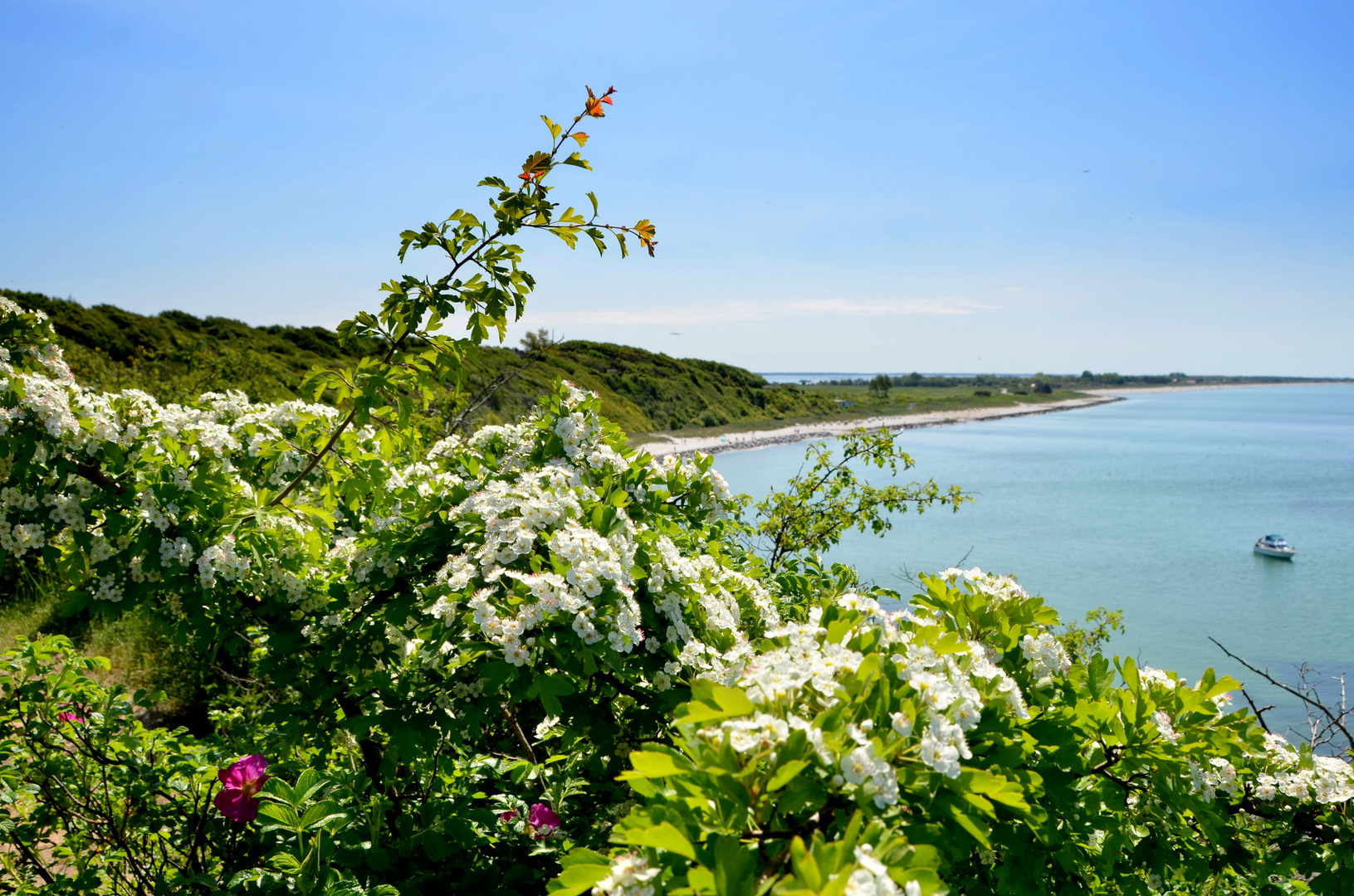 Mai auf Hiddensee 