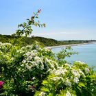 Mai auf Hiddensee 