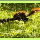 Mai-Ausgang der Eichhörnchen