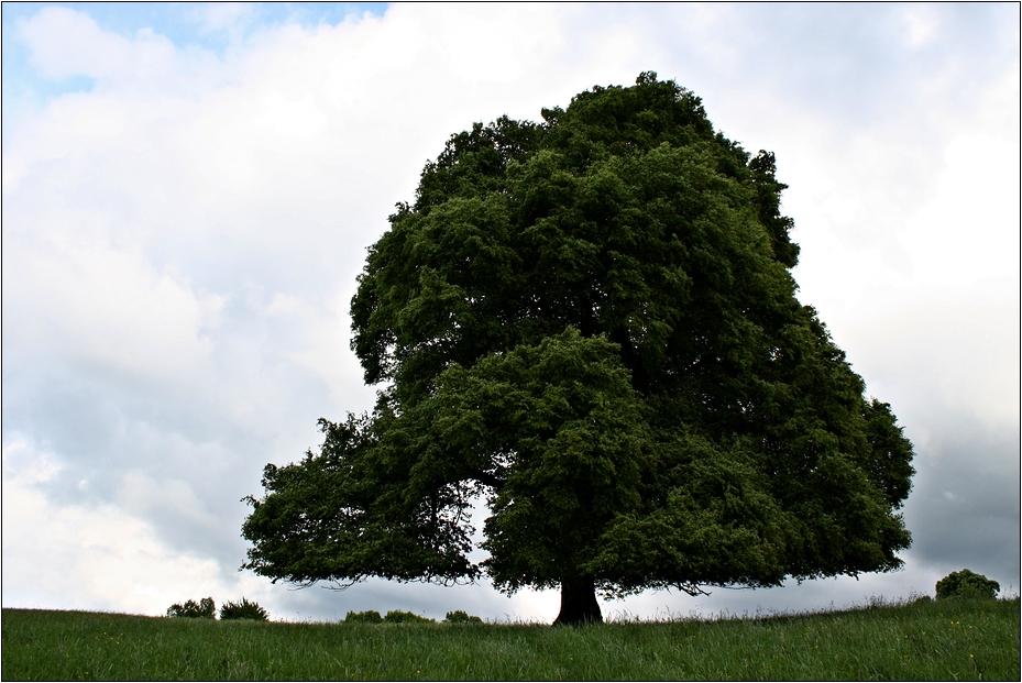 Mai Baum