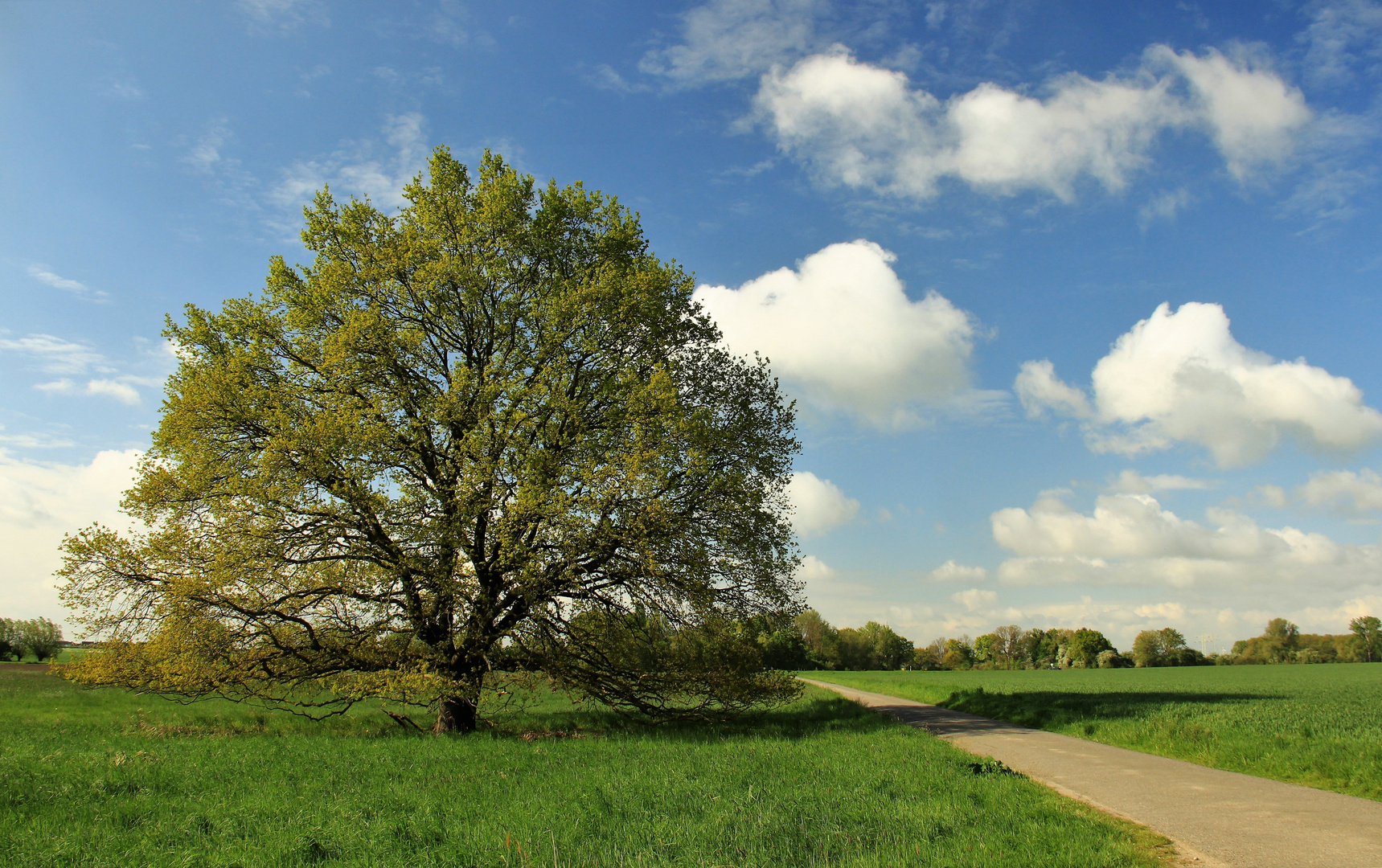 MaiBaum! Foto & Bild landschaft, bäume, natur Bilder auf