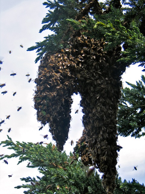 Mai-Bienen 1