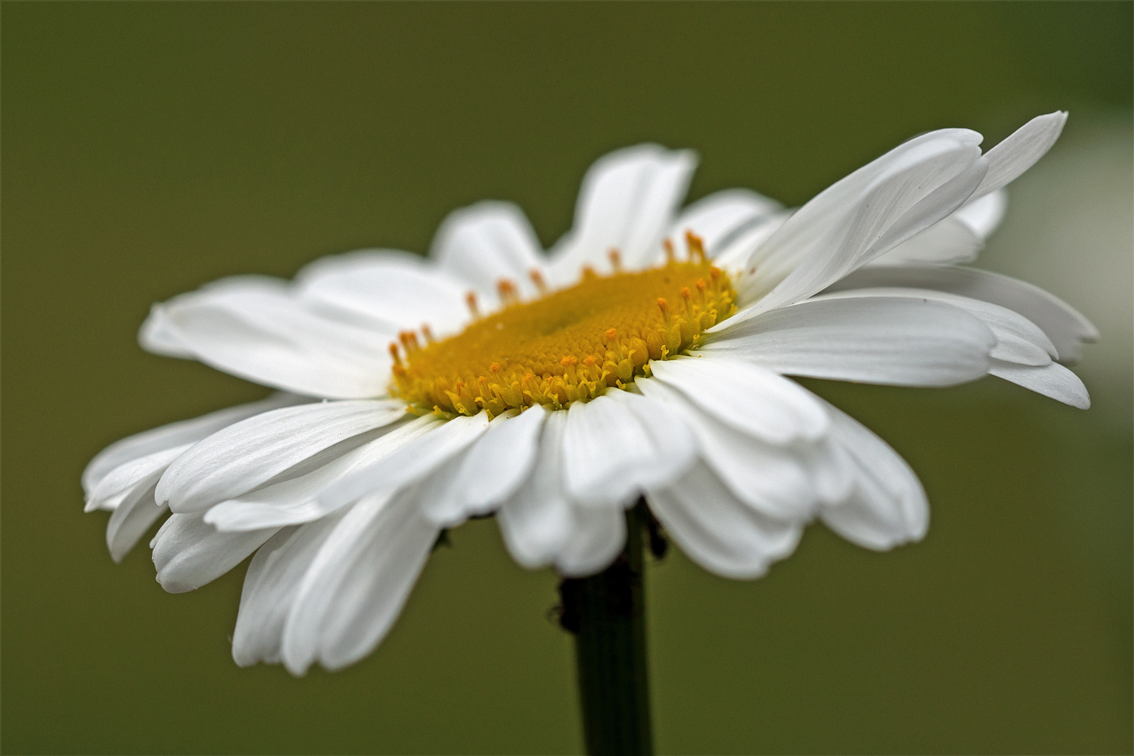 Mai-Blümchen