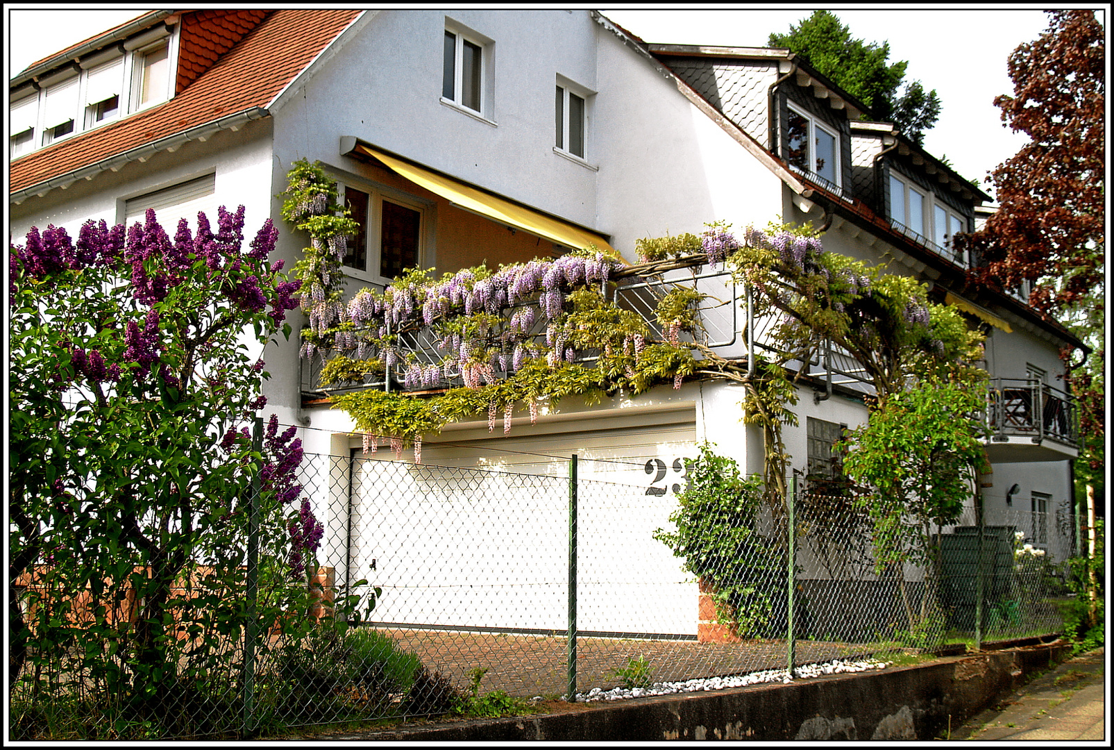 Mai Blütenpacht rund ums Haus 3