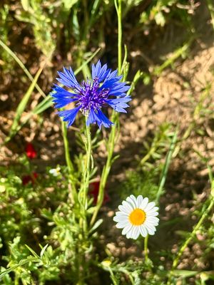 Mai-Blumen am Feldrand