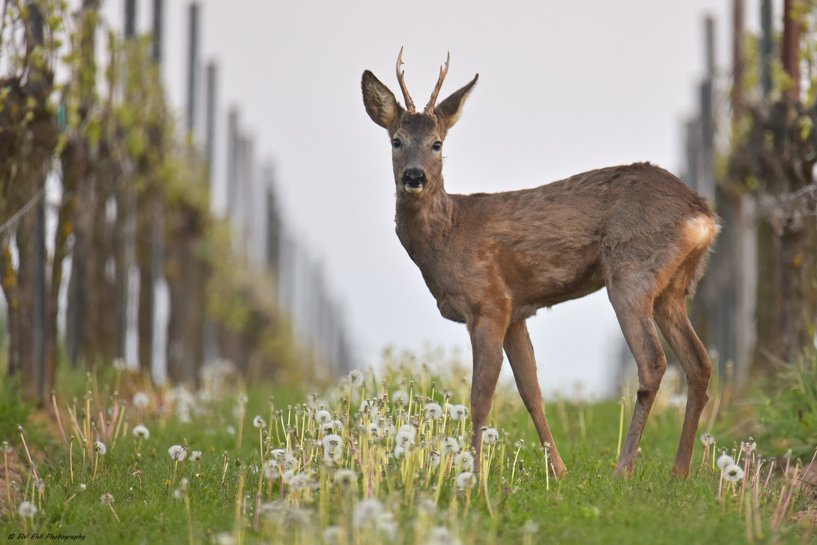  Mai-Bock