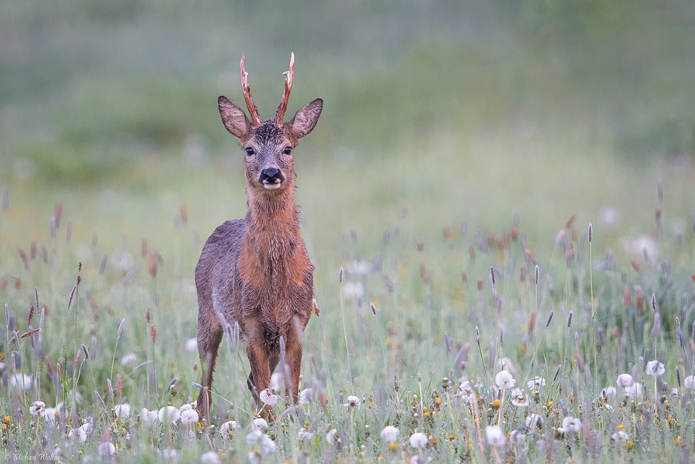 Mai-Bock im Morgengrauen