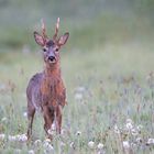 Mai-Bock im Morgengrauen