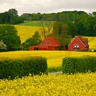 Mai - Die Landschaft blüht 