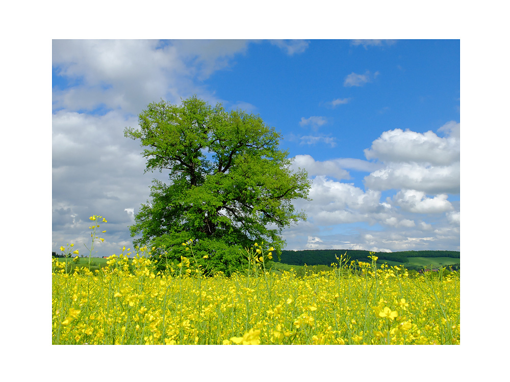 Mai-Farben