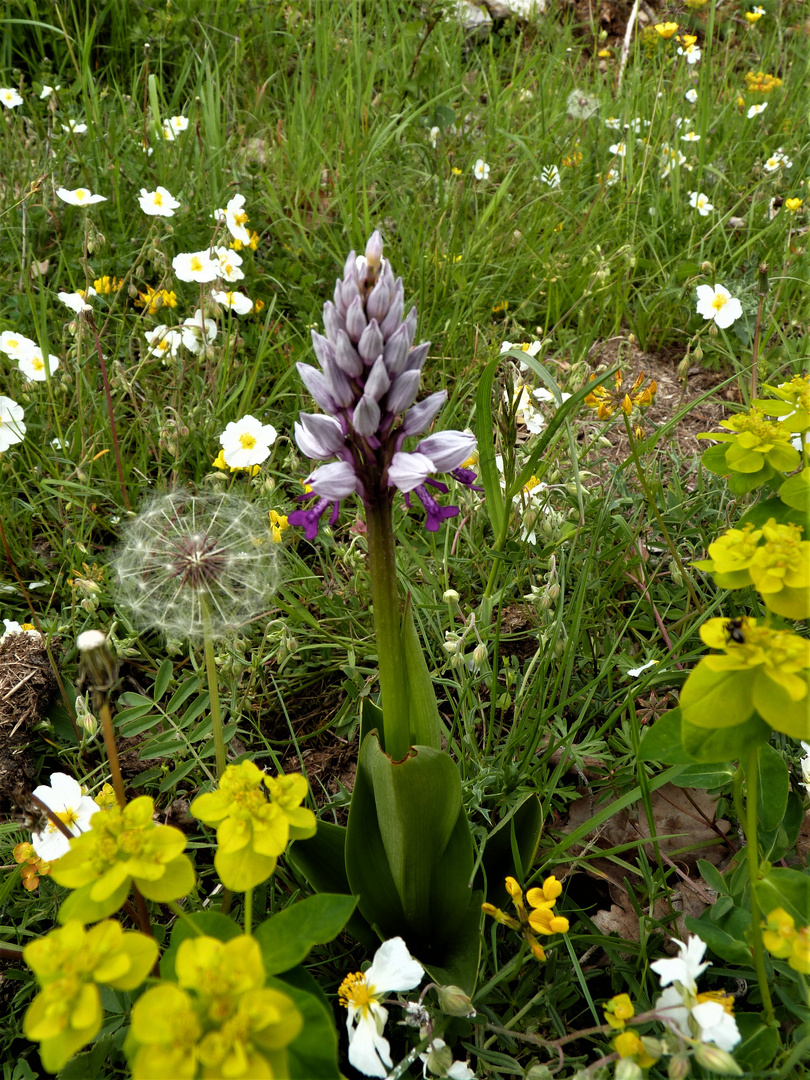 Mai Flowers