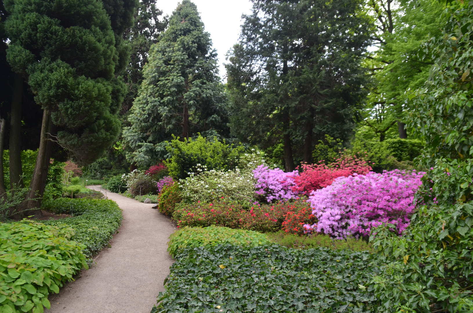 Mai im Schlosspark Pillnitz (5)