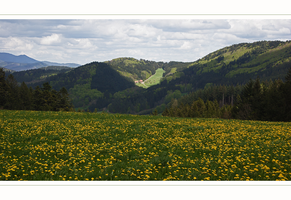 Mai im Schwarzwald