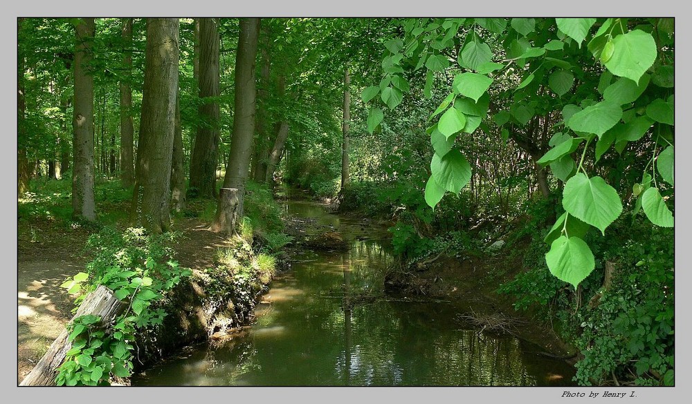 Mai im Wald