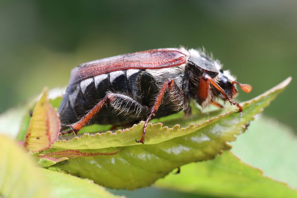 Mai - Käfer Foto & Bild | tiere, wildlife, insekten Bilder auf fotocommunity