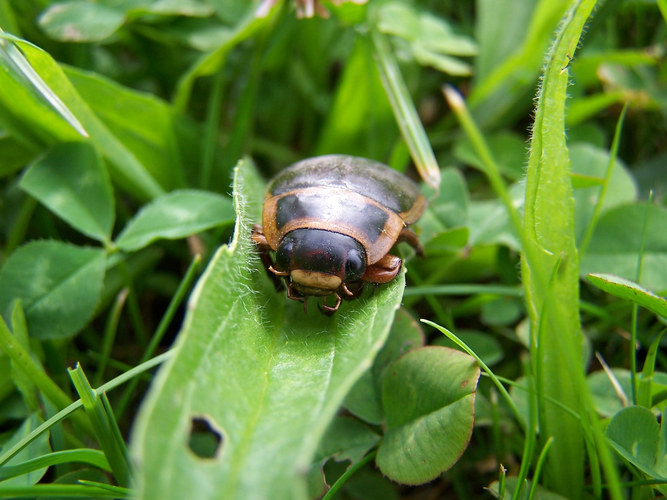 Mai Käfer(?)