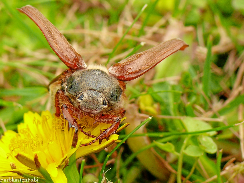 Mai-Käfer Abflug