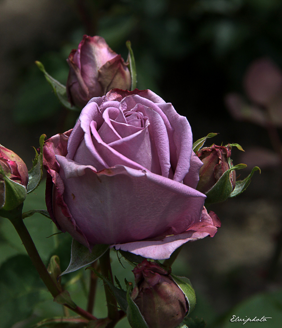 Mai, le mois des roses