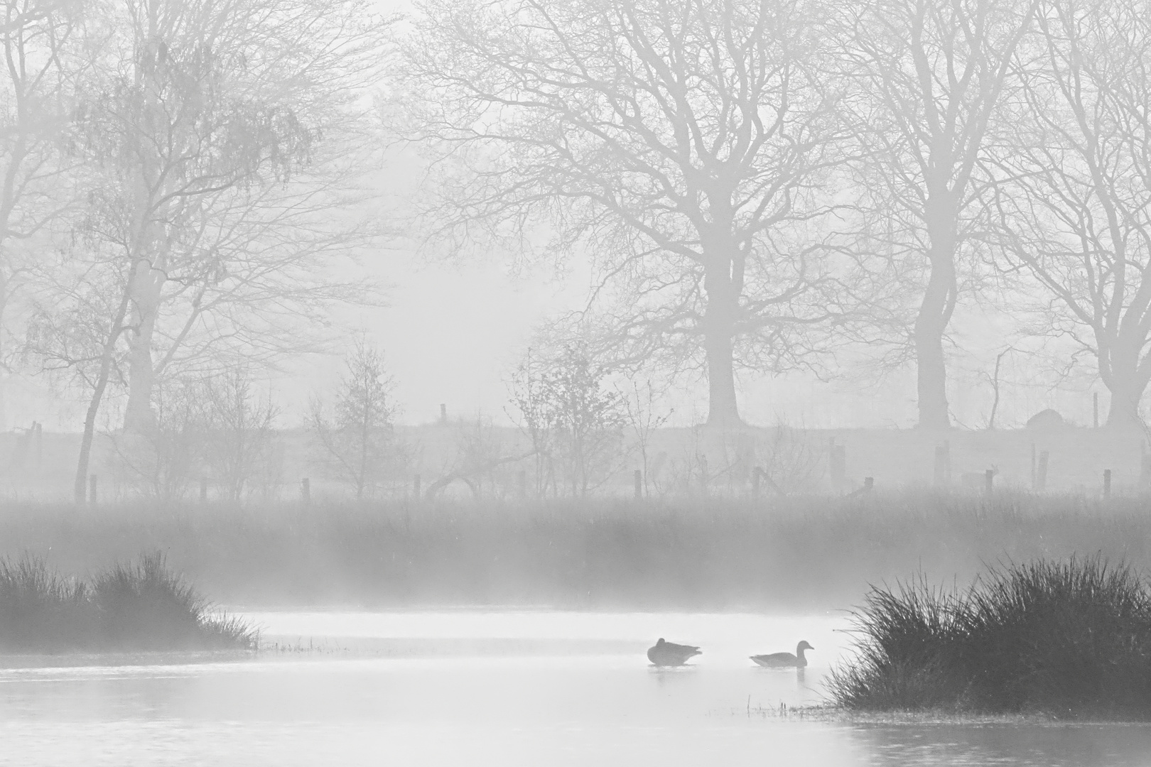 Mai-Morgen am Moor-See  -  morning in May at moor pond